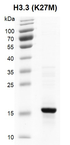 图 2：重组组蛋白 H3.3 K27M（Cat #31552）的 SDS 考马斯亮蓝染色结果
