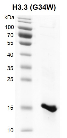 图 3：重组组蛋白 H3.3 G34W（Cat #31551）的 SDS 考马斯亮蓝染色结果
