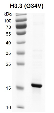 图 3：重组组蛋白 H3.3 G34V（Cat #31550）的 SDS 考马斯亮蓝染色结果