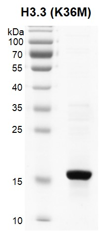图 4：重组组蛋白 H3.3 K36M（Cat #31553）的 SDS 考马斯亮蓝染色结果