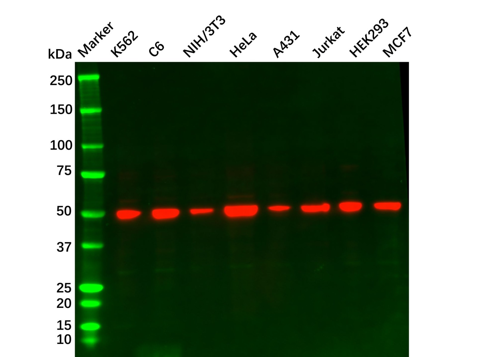 Recombinant beta Tubulin Antibody，ExactAb™, Validated, 重组, 0.2 mg/mL，阿拉丁
