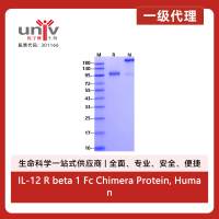 IL-12 R beta 1 Fc Chimera Protein, Human