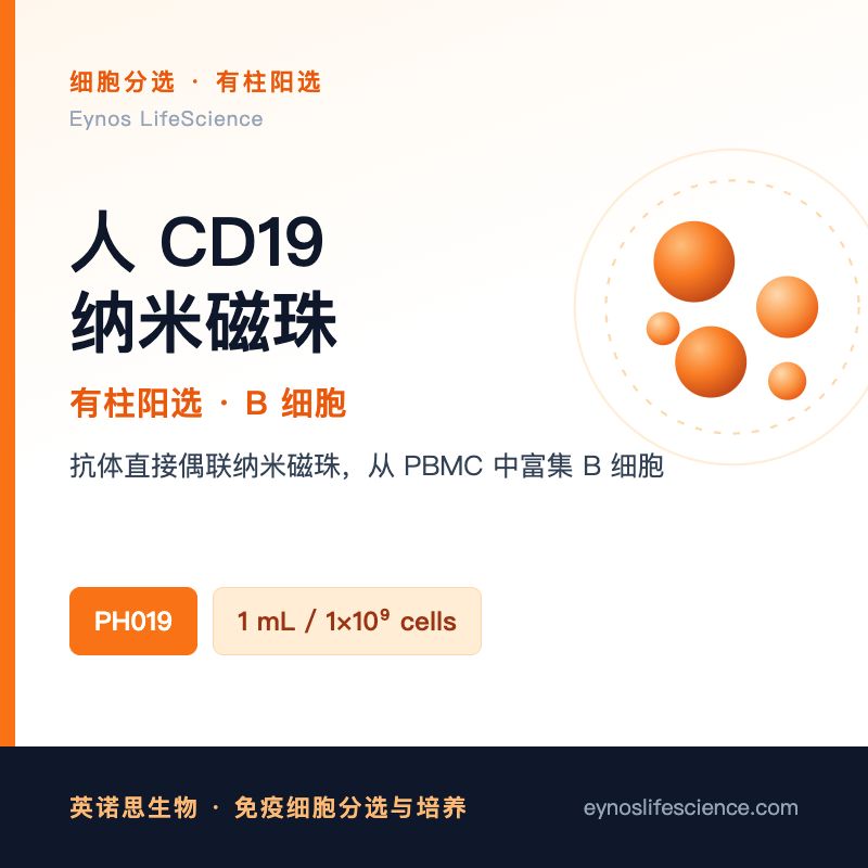 人CD19细胞分选磁珠(有柱阳选)产品图