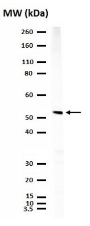 抗-GLUT-1抗体,CT from rabbit, purified by affinity chromatography