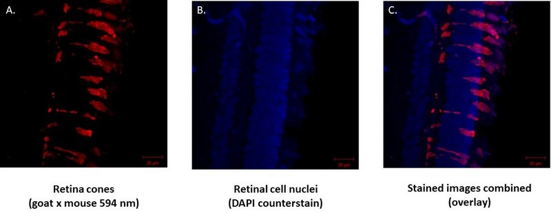 Anti-Arrestin-C Antibody, clone 7G6