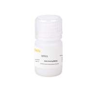 卵清白蛋白 Albumin,Chicken Egg