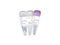 Hifair II cDNA第一链合成即用型预混液(cDNA Synthesis SuperMix)
