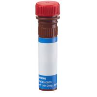 SSEA-3 PE MC-631 25Tst