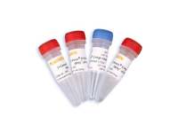 Hieff Canace®Ⅱ High-Fidelity DNA Polymerase 高保真DNA聚合酶