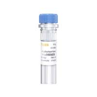AP-1-Luc荧光素酶报告基因质粒(AP-1 luciferase reporter plasmid)