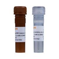 SuperView 488 Caspase-3活细胞分析试剂盒
