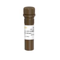 EveGreen核酸染料(20×水溶液) 同EvaGreen核酸染料