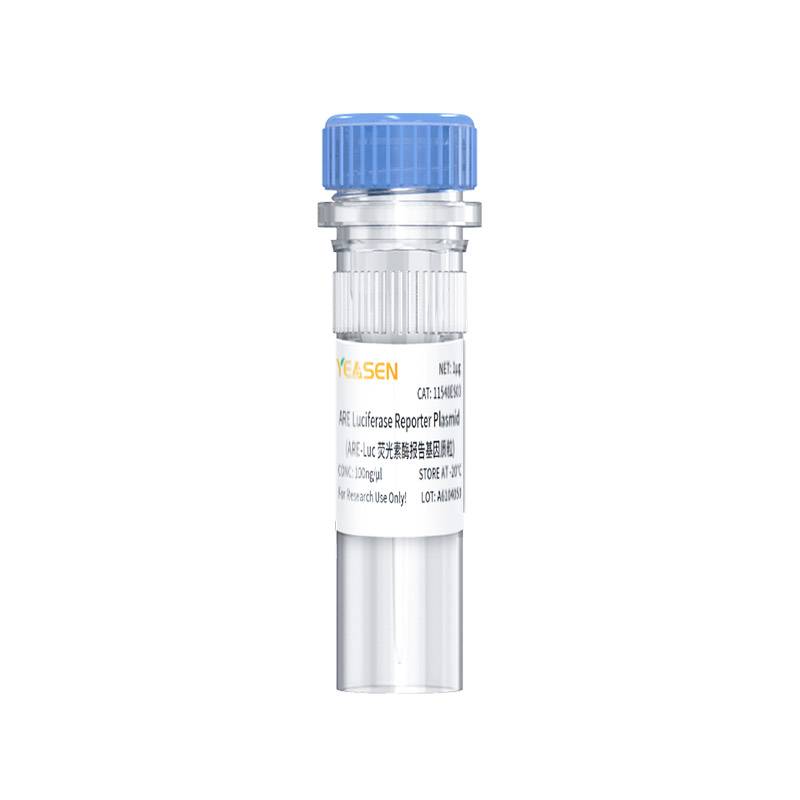 ARE luciferase reporter plasmid(ARE-Luc荧光素酶报告基因质粒)产品图