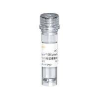 iFluor™ 555标记鬼笔环肽(橘色) 555 phalloidin