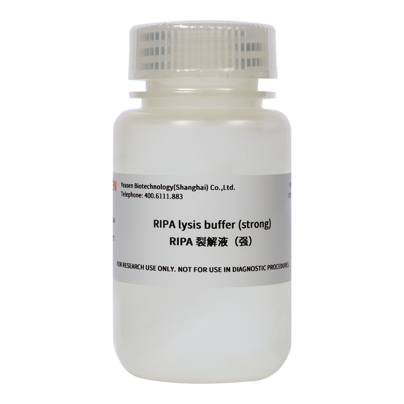 RIPA裂解液(强) RIPA Lysis Buffer产品图