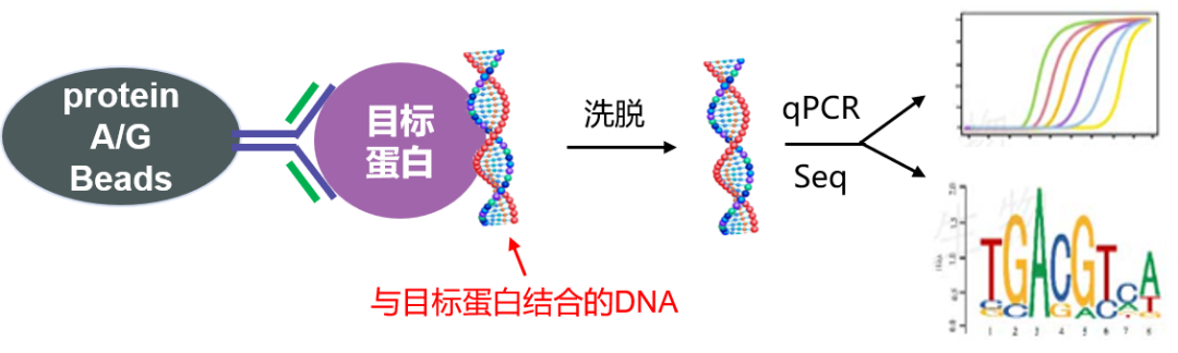 ChIP实验避坑指南｜原理+步骤+结果解读+文献案例解析-辉骏生物ChIP实验服务