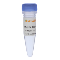 T4噬菌体基因32编码蛋白(T4 gene 32 protein)