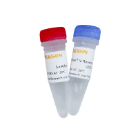 第五代耐热逆转录酶(Hifair® V Reverse Transcriptase)