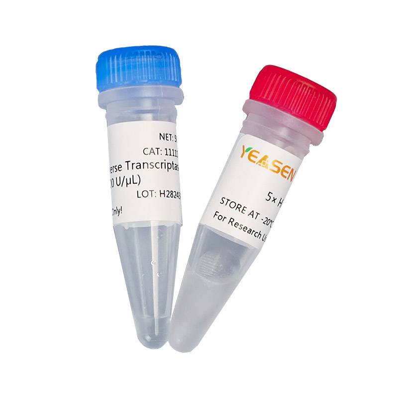 第三代耐热逆转录酶(Hifair III Reverse Transcriptase )产品图