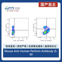 Mouse Anti-Human Perforin Antibody (S-3064)