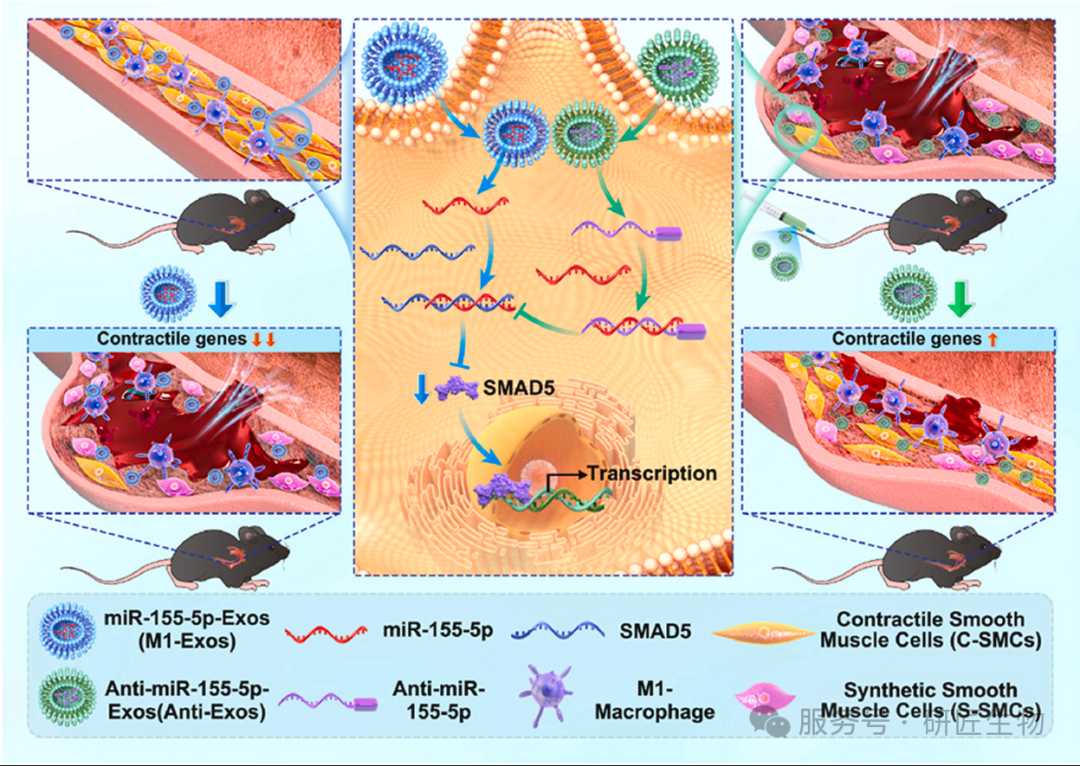 外泌体研究如何发顶刊《Bioactive Materials》| 武汉大学团队这篇工程化外泌体攻克主动脉夹层的文章值得借鉴