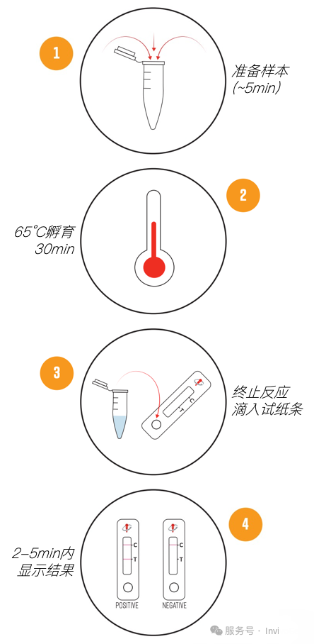 检测细胞培养中的支原体污染.png