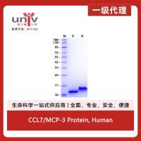 CCL7/MCP-3 Protein, Human
