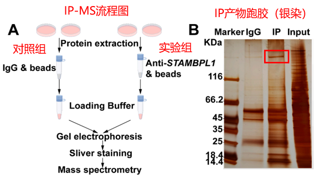 IP-MS数据分析难点：几百个蛋白候选，怎么挑出值得验证的互作靶点