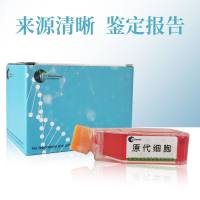 大鼠脂肪间充质干细胞永生化