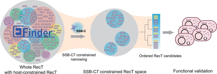 BMG LABTECH多功能酶标仪文献分享,华东科技大学团队发表在Nucleic Acid Research “ETfinder: harnessing conserved C-terminal tails of single-stranded DNA-binding proteins for mining and engineering RecET systems in non-model mi