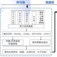 斑马鱼模式生物助力新环境污染物毒性研究