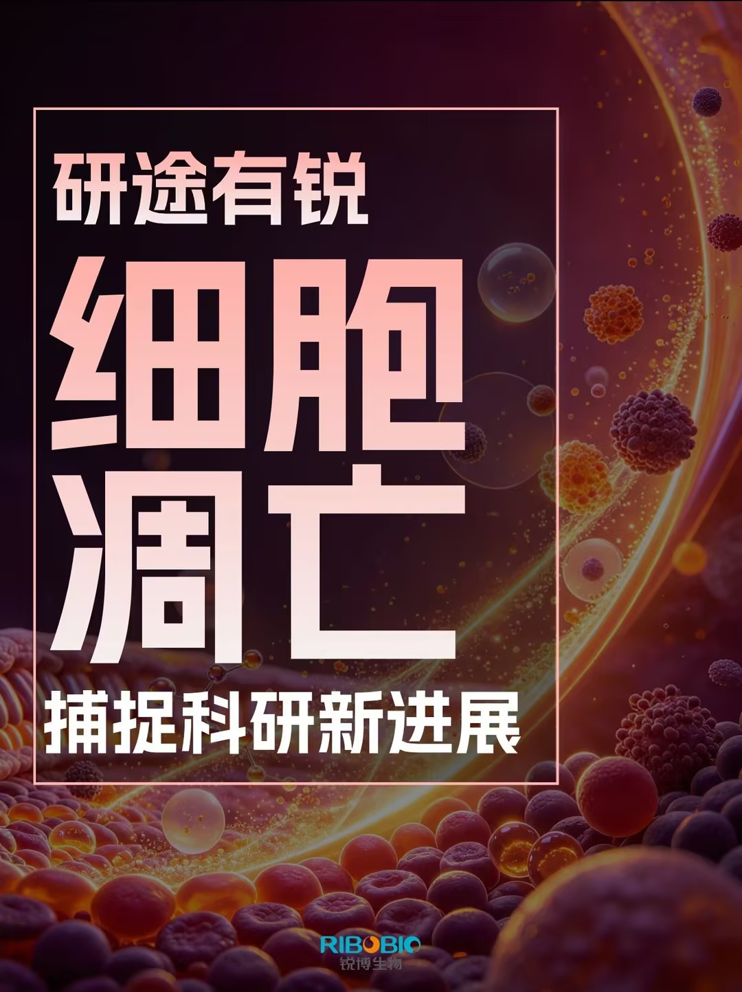 研途有锐|细胞凋亡系列（2026.7-10）