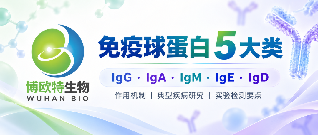 IgA与肾病、IgE与过敏有关？五大类免疫球蛋白一次讲清