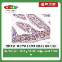 Rabbit anti-ROR γ/RORC Polyclonal Antibody