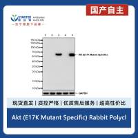 Akt (E17K Mutant Specific) Rabbit Polyclonal Antibody