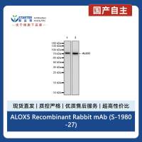 ALOX5 Recombinant Rabbit mAb (S-1980-27)
