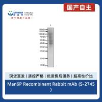 Man6P Recombinant Rabbit mAb (S-2745)