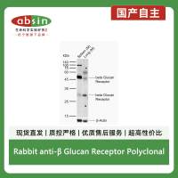 Rabbit anti-β Glucan Receptor Polyclonal Antibody