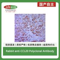Rabbit anti-CCL20 Polyclonal Antibody