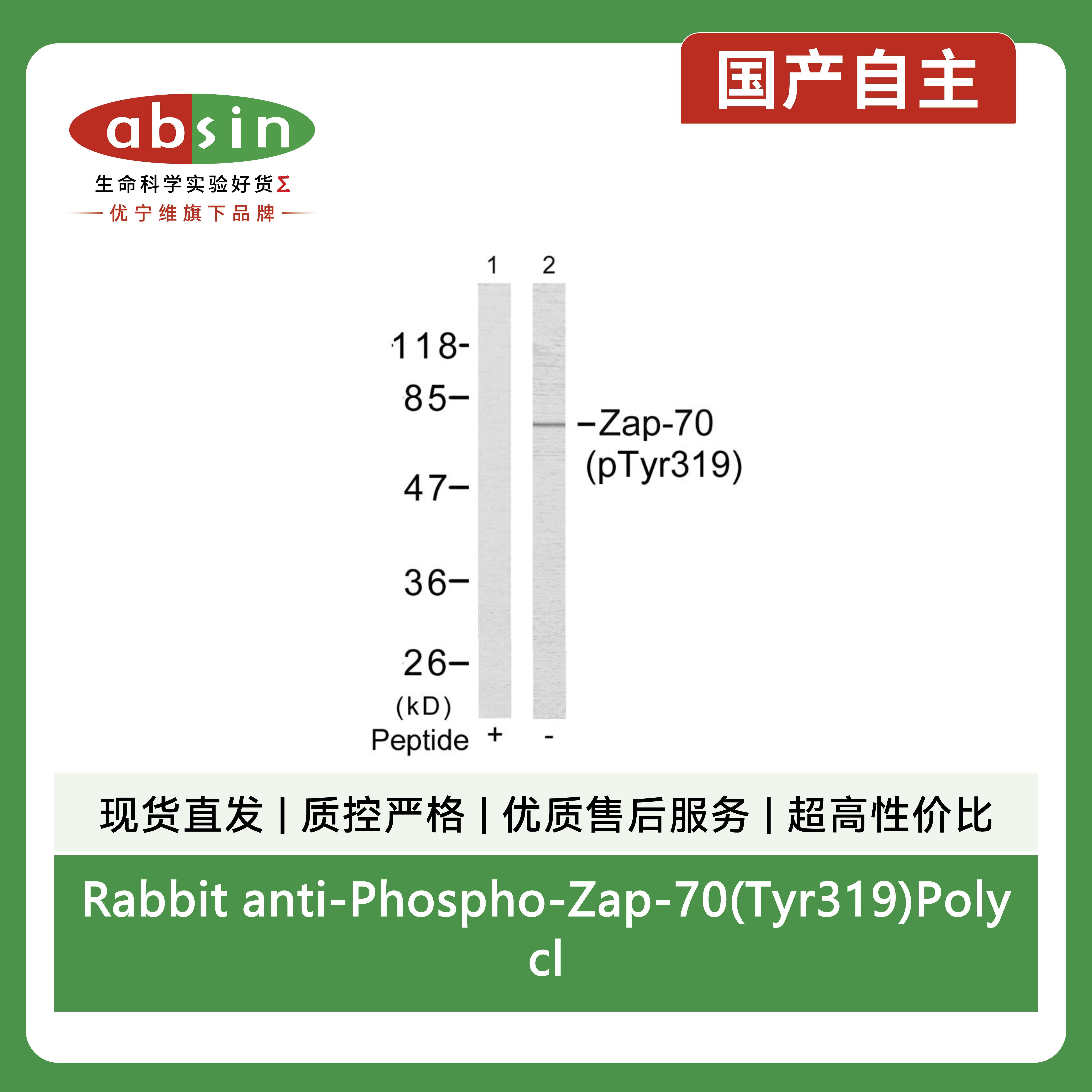 Rabbit anti-Phospho-Zap-70(Tyr319)Polyclonal Antibody产品图