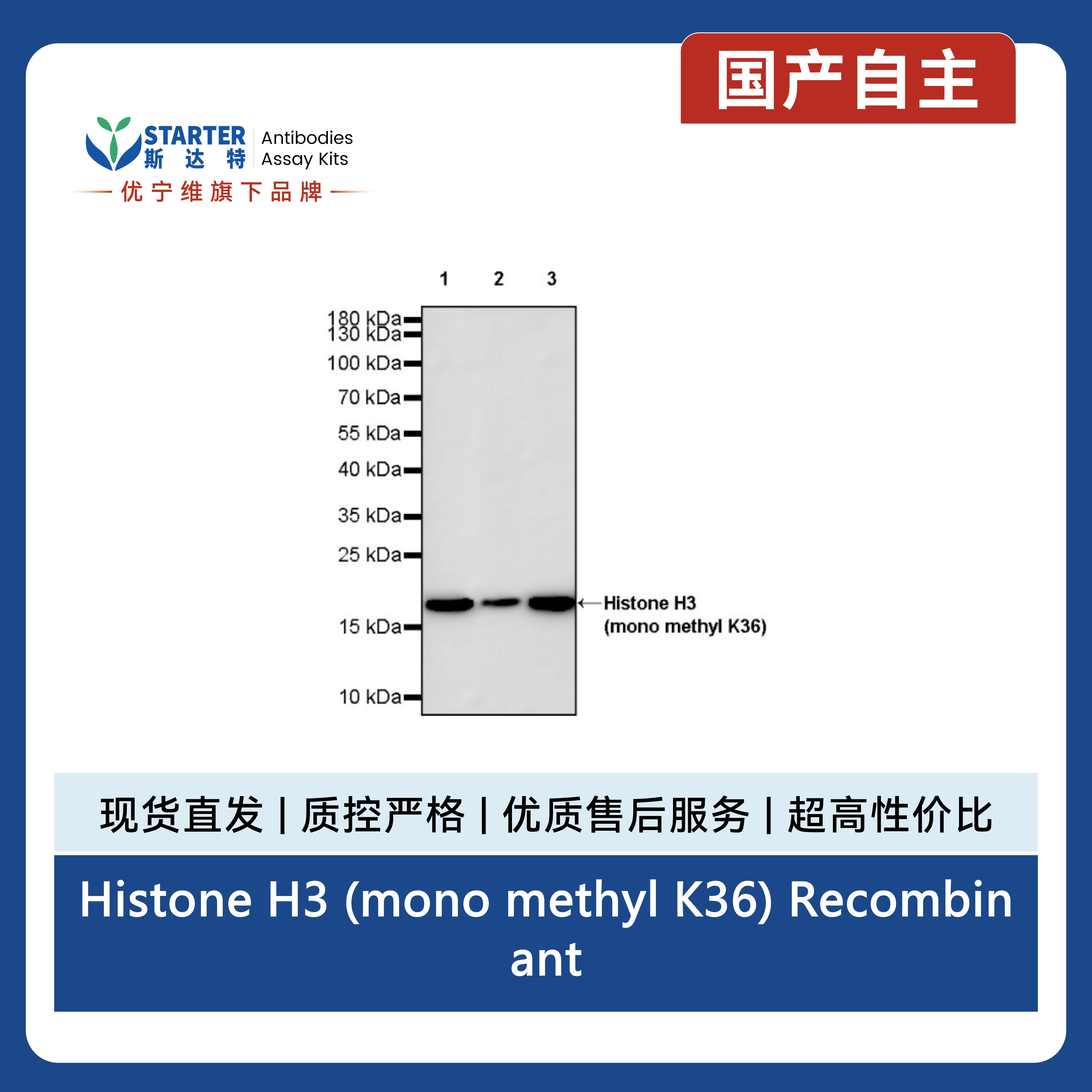 Histone H3 (mono methyl K36) Recombinant Rabbit mAb (S-859-505)产品图