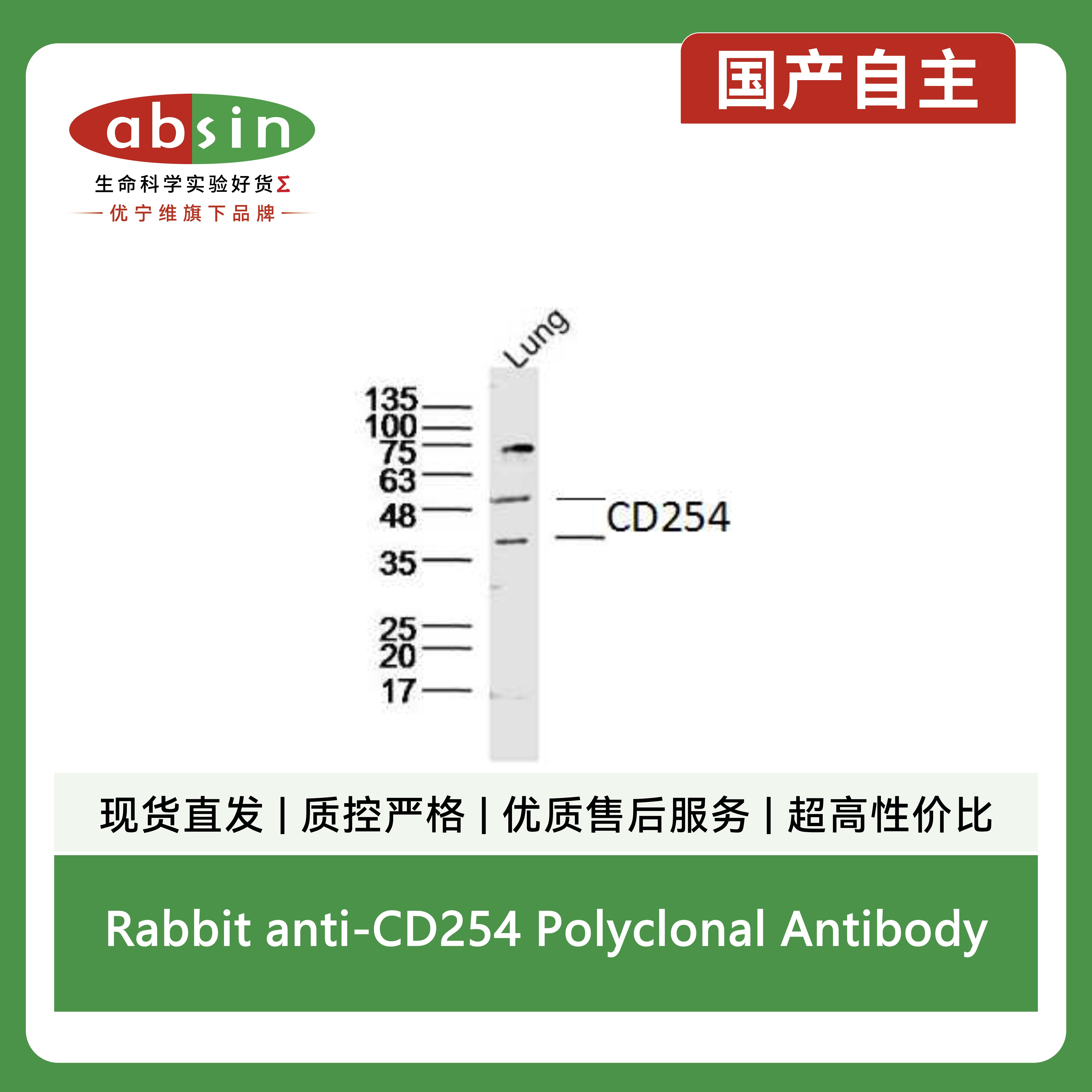 Rabbit anti-CD254 Polyclonal Antibody产品图