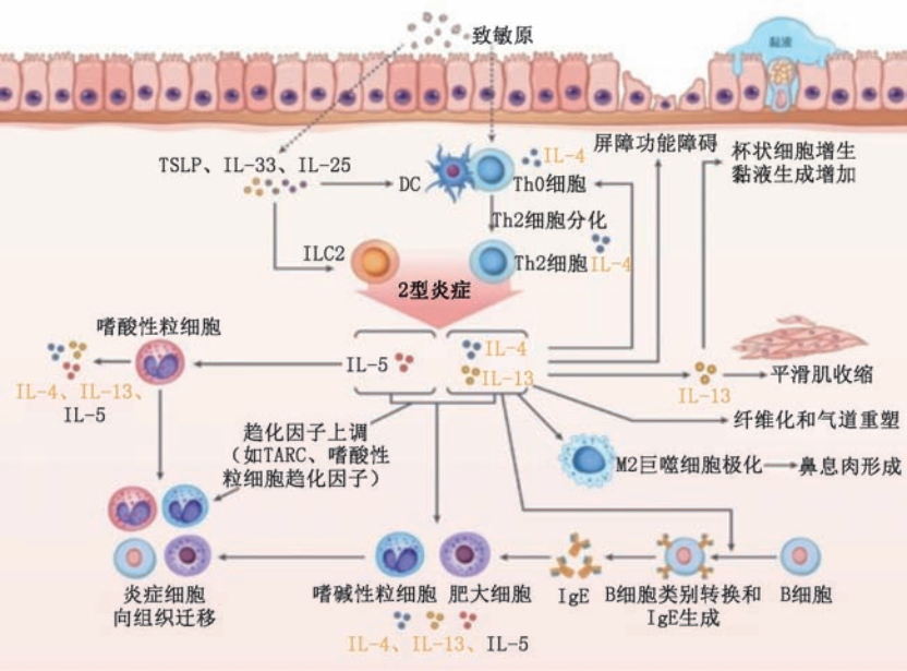 图片预览