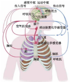 呼吸困难（儿童）