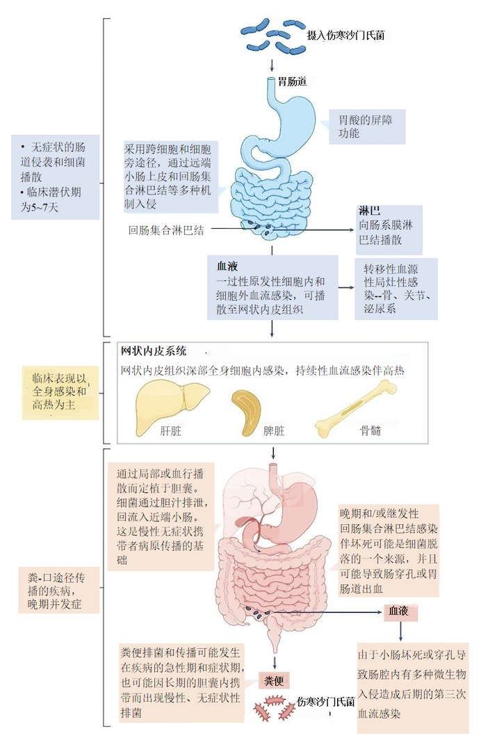 伤寒