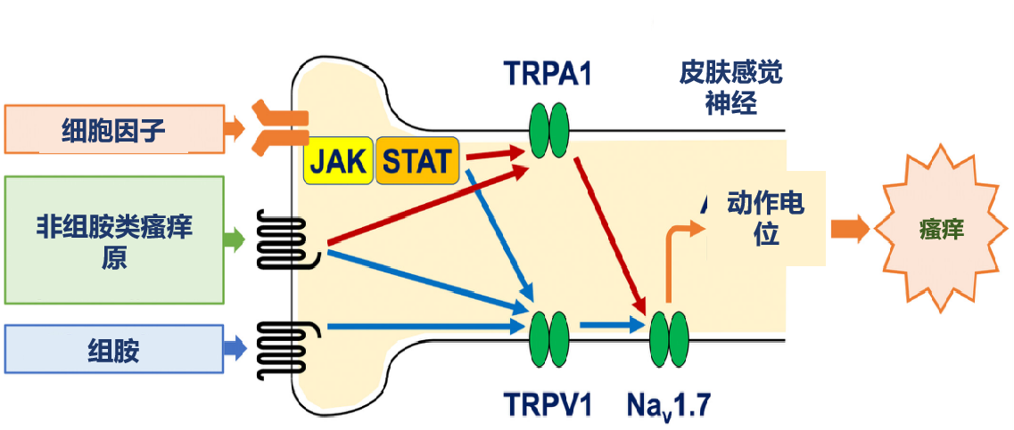 图片预览