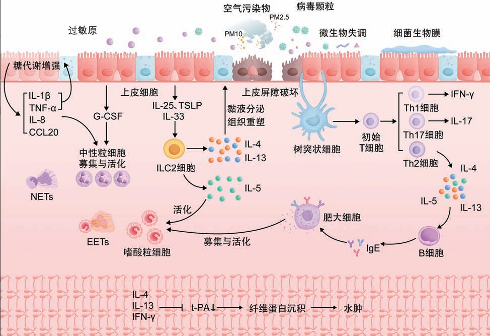 慢性鼻窦炎