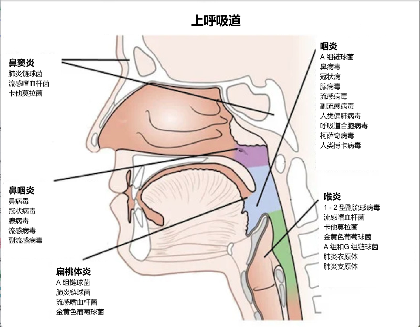 图片预览
