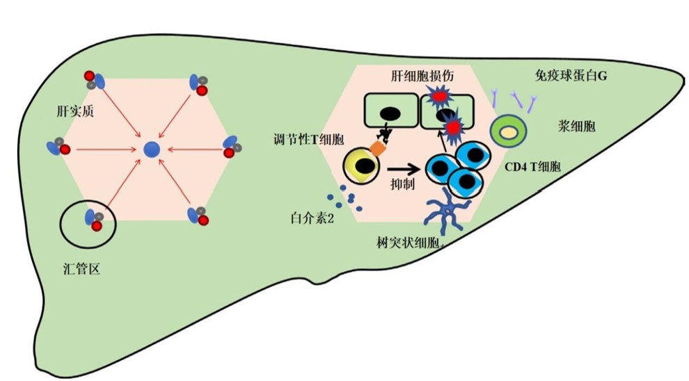 图片预览