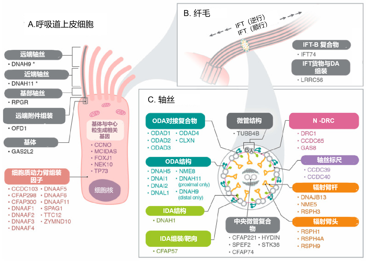 图片预览